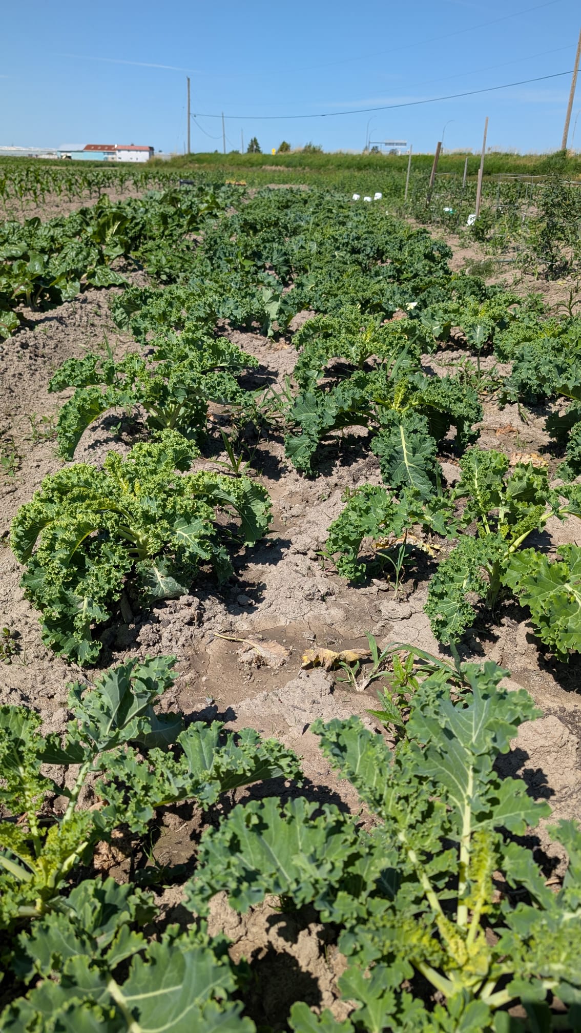 Kale