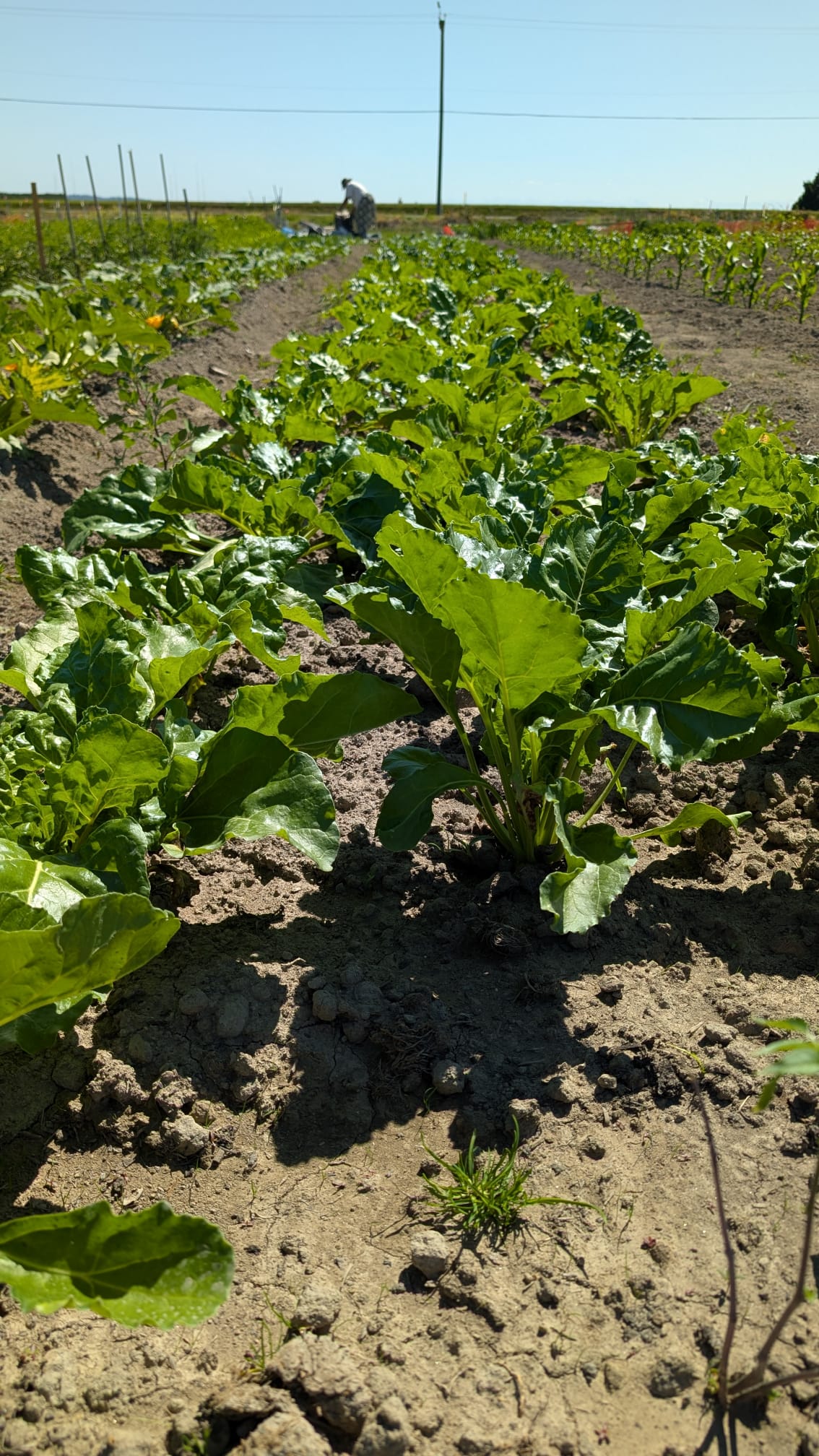 Swiss Chard